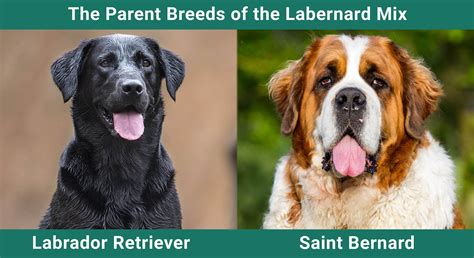 Labernard (St. Bernard Lab Mixed Dog Breed) Info, Pictures ...